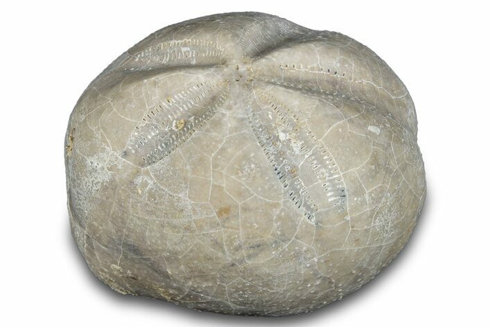 Cretaceous Echinoid (Heteraster) Fossil - Texas #287310